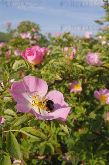 Early Bumblebee