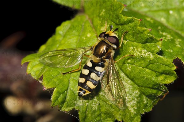 Common hoverflies