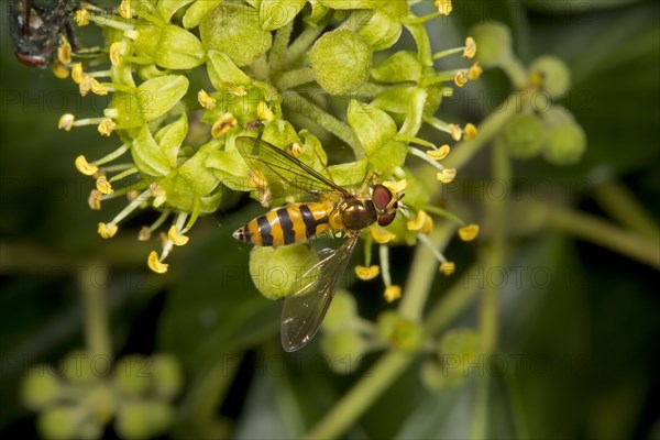 Late spring hoverfly
