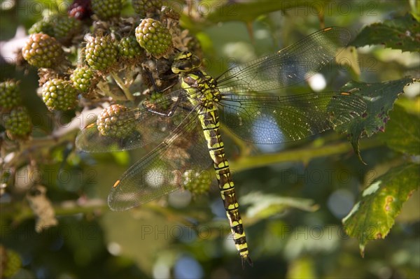 Female southern hawker