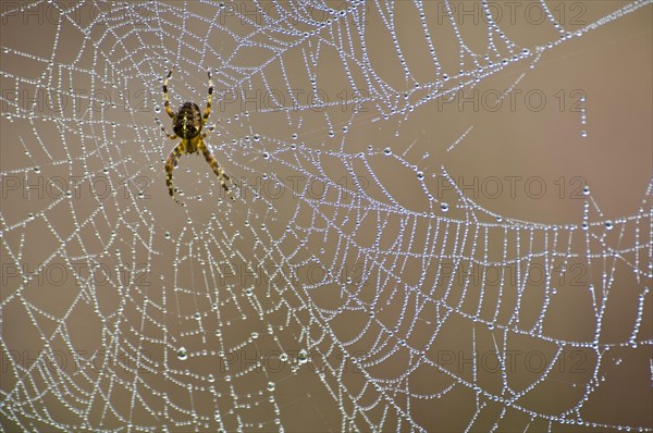 Garden cross spider