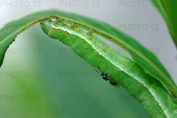 Parasitic Chalcid Wasp