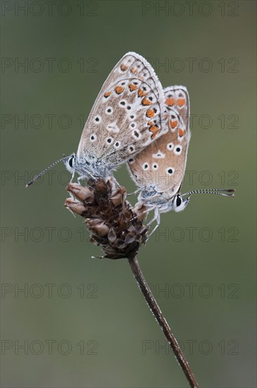 Chalkhill Blue