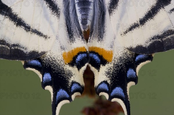 Papilio podalirius