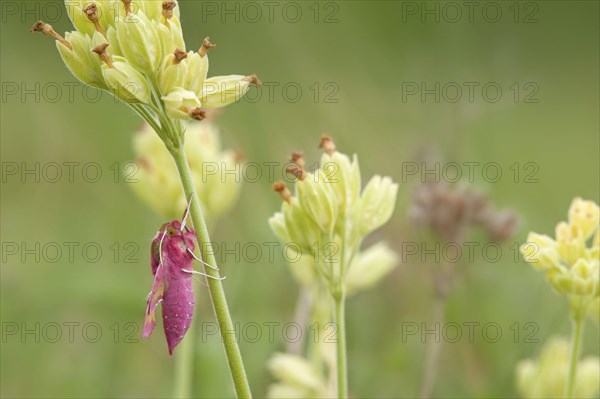 Small Elephant Hawkmoth