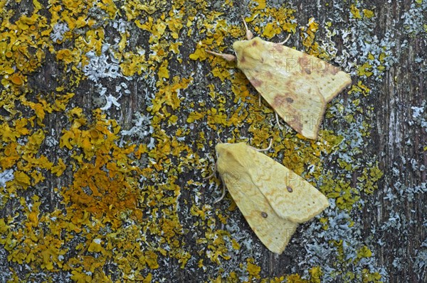 Common Sallow