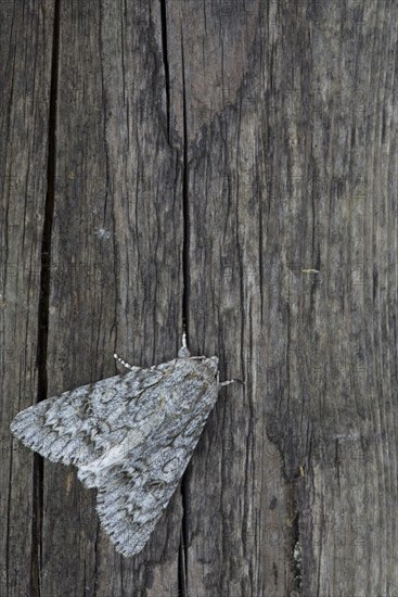 Sycamore Moth