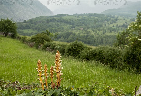 Ivy Broomrape