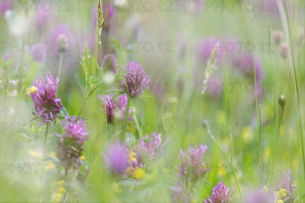 Red Clover