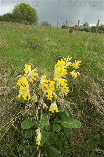 Cowslip flowering