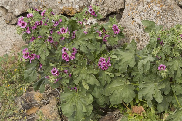 Tree Mallow flowering