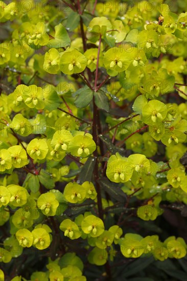 Wood spurge