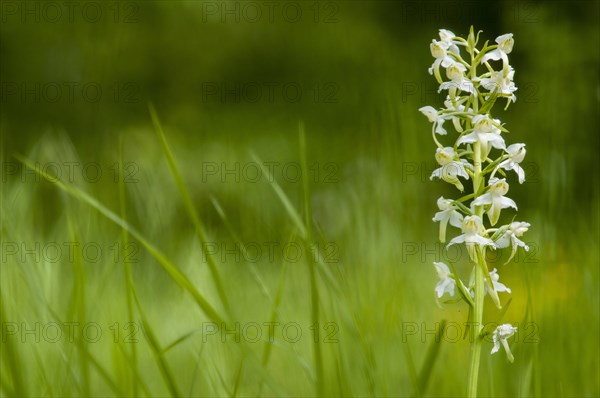 Greater Butterfly Orchid