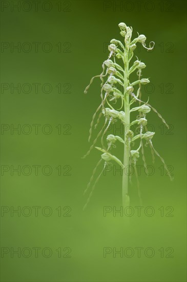 Lizard Orchid