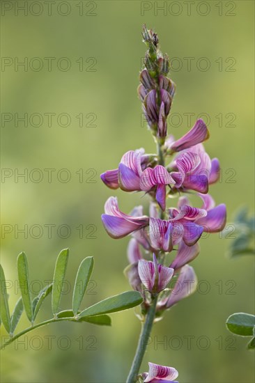 Sainfoin