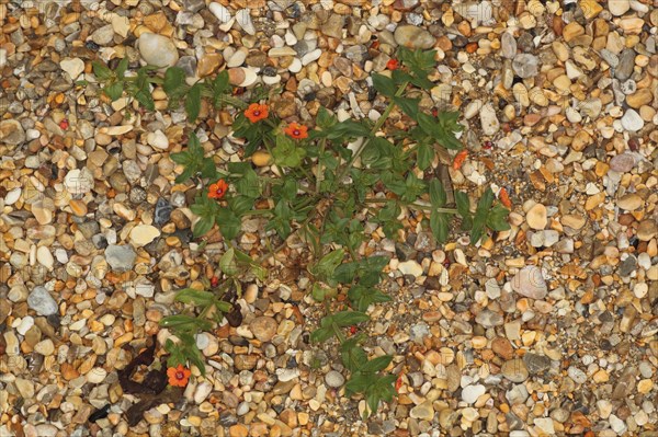 Scarlet Pimpernel