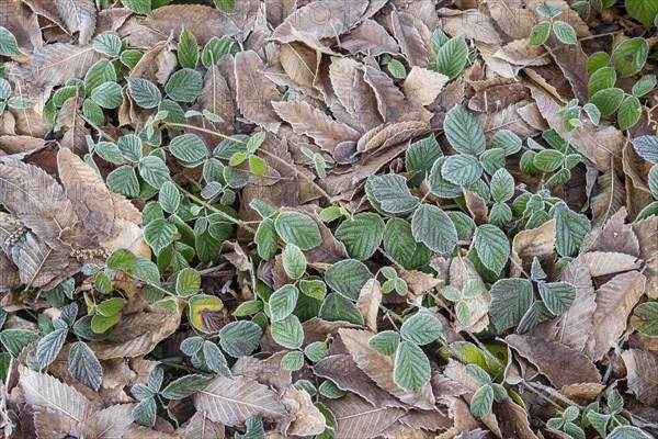 Leaves of blackberry