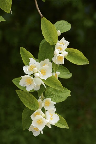 Mock-orange