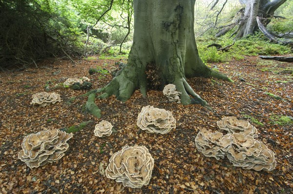 Giant polypore