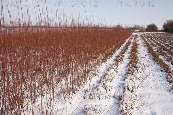 Cut and uncut willow grown for fencing and basket weaving with snow