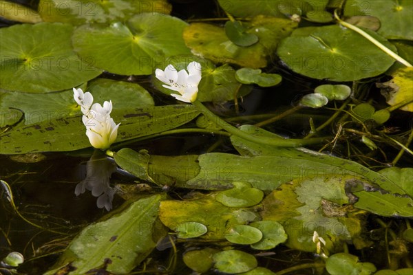 Cape-pondweed