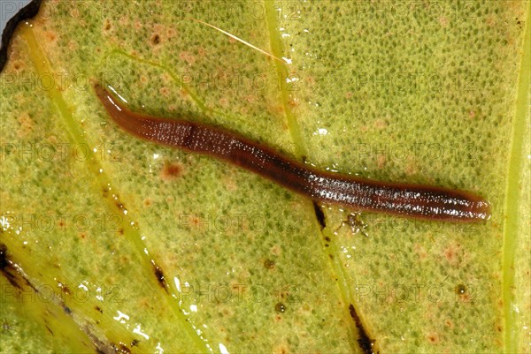 Freshwater leech