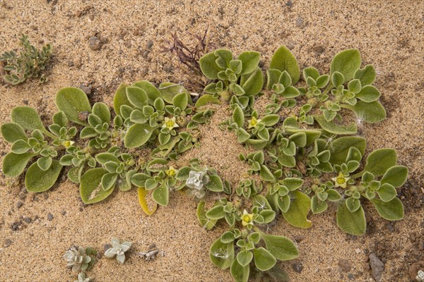 Canarian Iceplant
