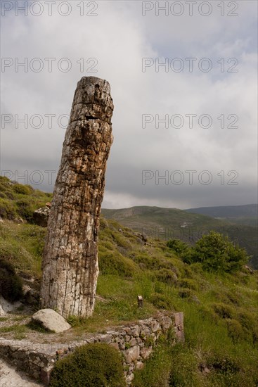 Petrified wood