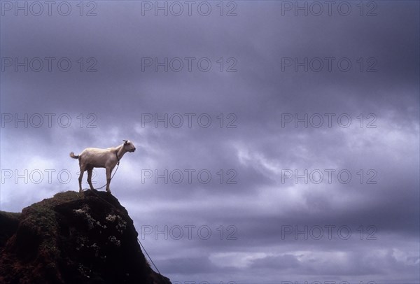 A goat on the rock