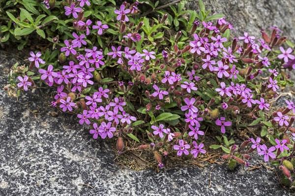 Soapwort pink