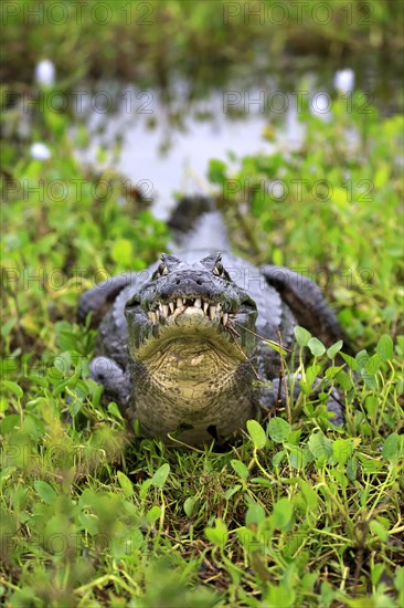 Paraquay Caiman