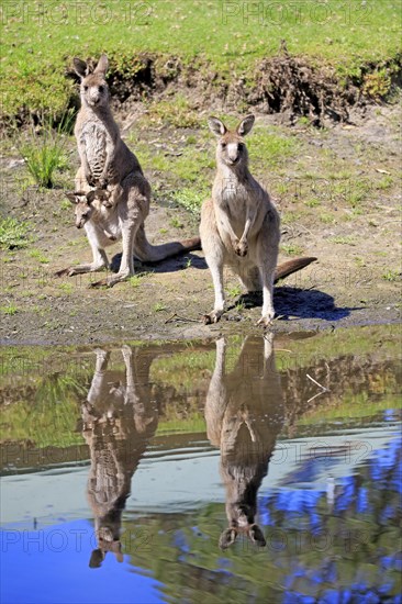 Eastern grey kangaroo