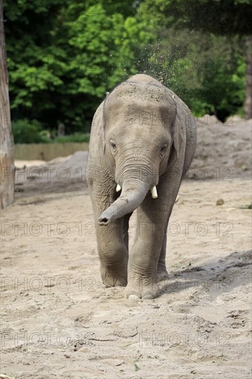 Indian Elephant