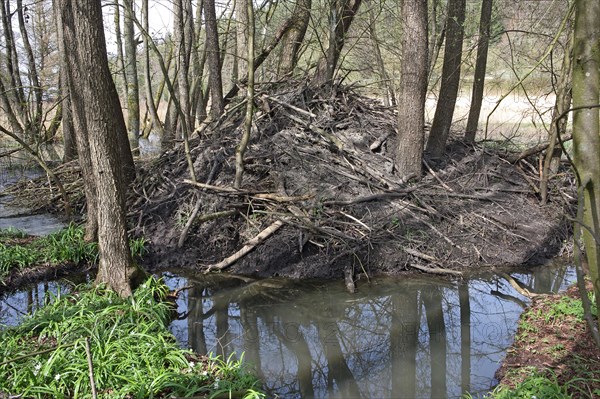 Beaver Castle