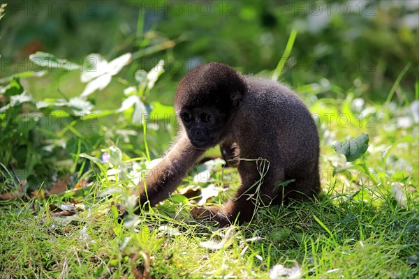 Grey woolly monkey