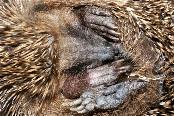 European hedgehog