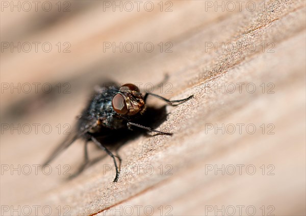 Blowfly