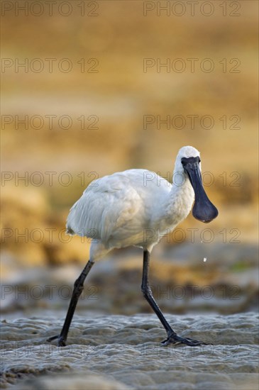 Royal spoonbill