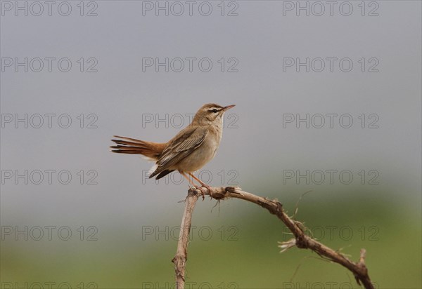 Rufous bush Robin