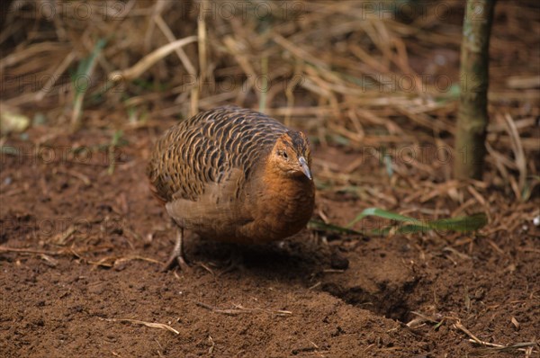 Pampa chicken