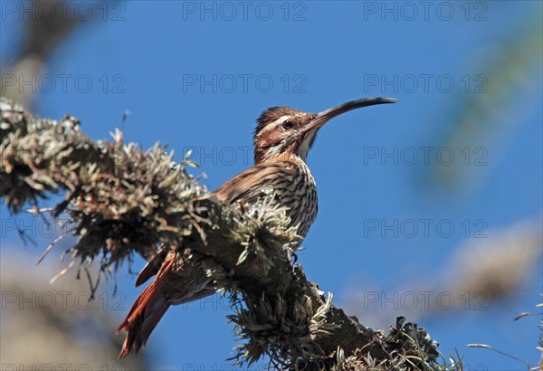 Scimitar-billed Woodcreeper