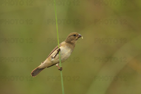 Double-collared Seedeater