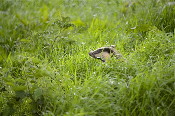 Eurasian Badger