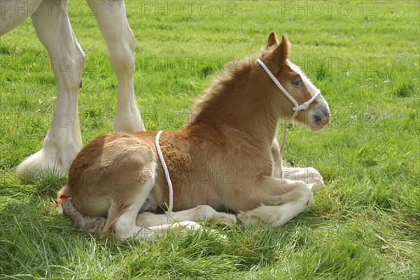 Clydesdale horse