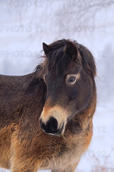 Exmoor pony