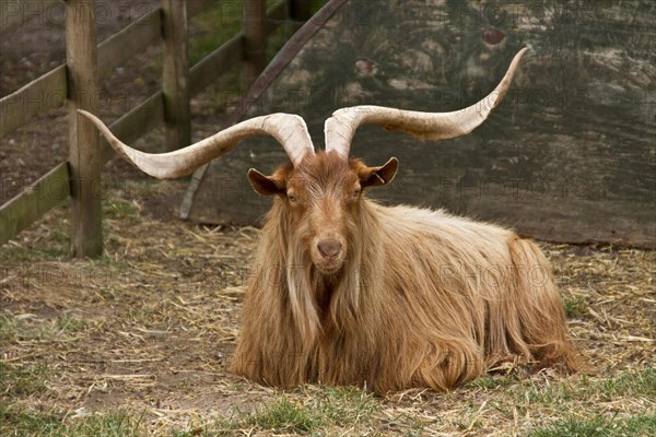 Golden Guernsey Goats