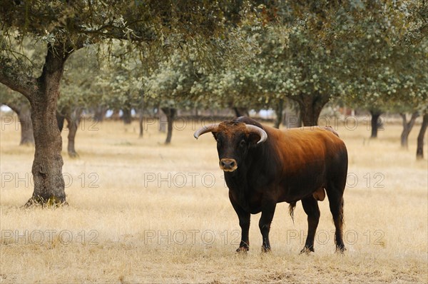 Domestic cattle