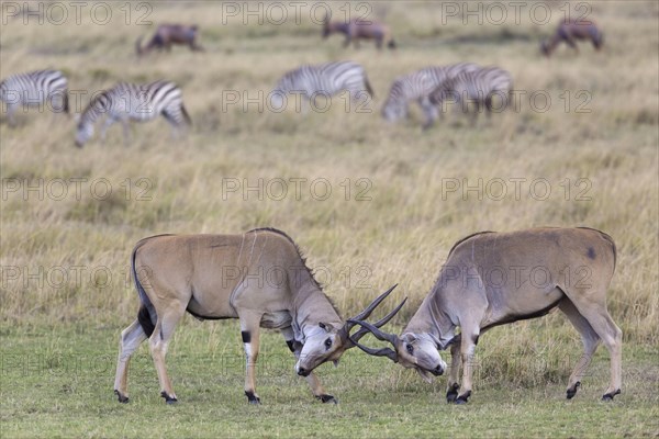 Common eland