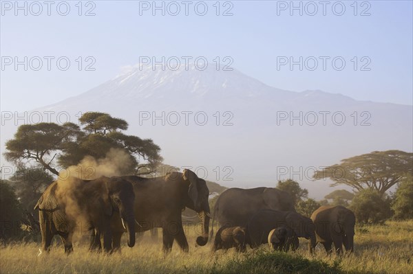 African elephant