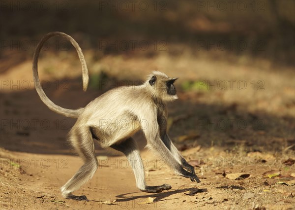 Northern Plains Grey Langur